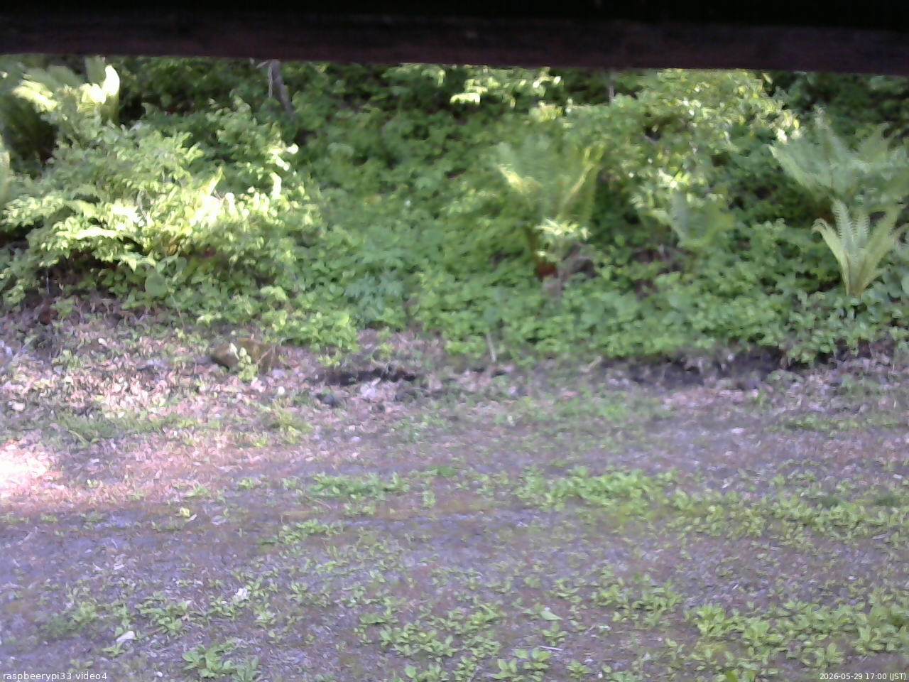 長野県菅平高原 ゆたか山荘 東側(坂下) 2026/05/29 17:00