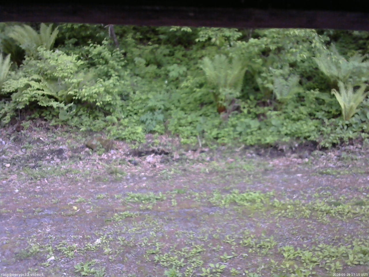 長野県菅平高原 ゆたか山荘 東側(坂下) 2026/05/29 17:15