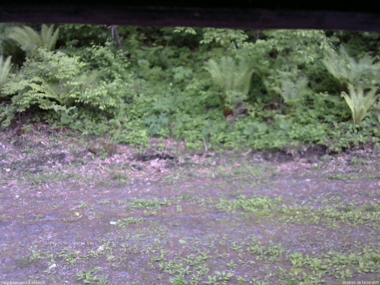 長野県菅平高原 ゆたか山荘 東側(坂下) 2026/05/29 18:00