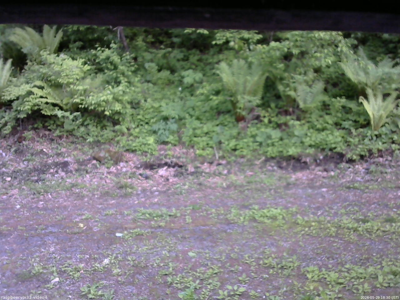 長野県菅平高原 ゆたか山荘 東側(坂下) 2026/05/29 18:30