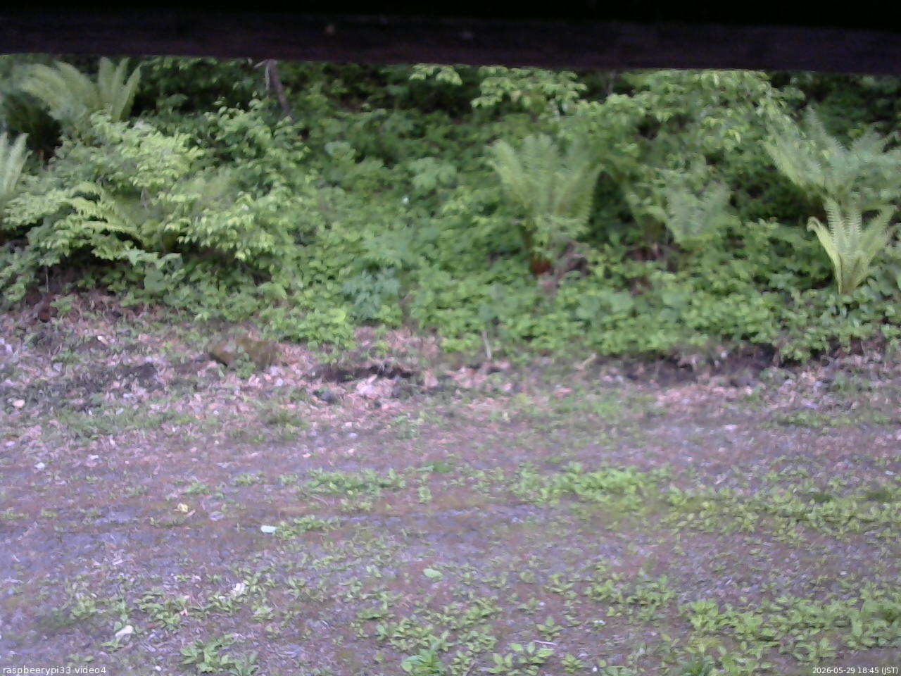 長野県菅平高原 ゆたか山荘 東側(坂下) 2026/05/29 18:45