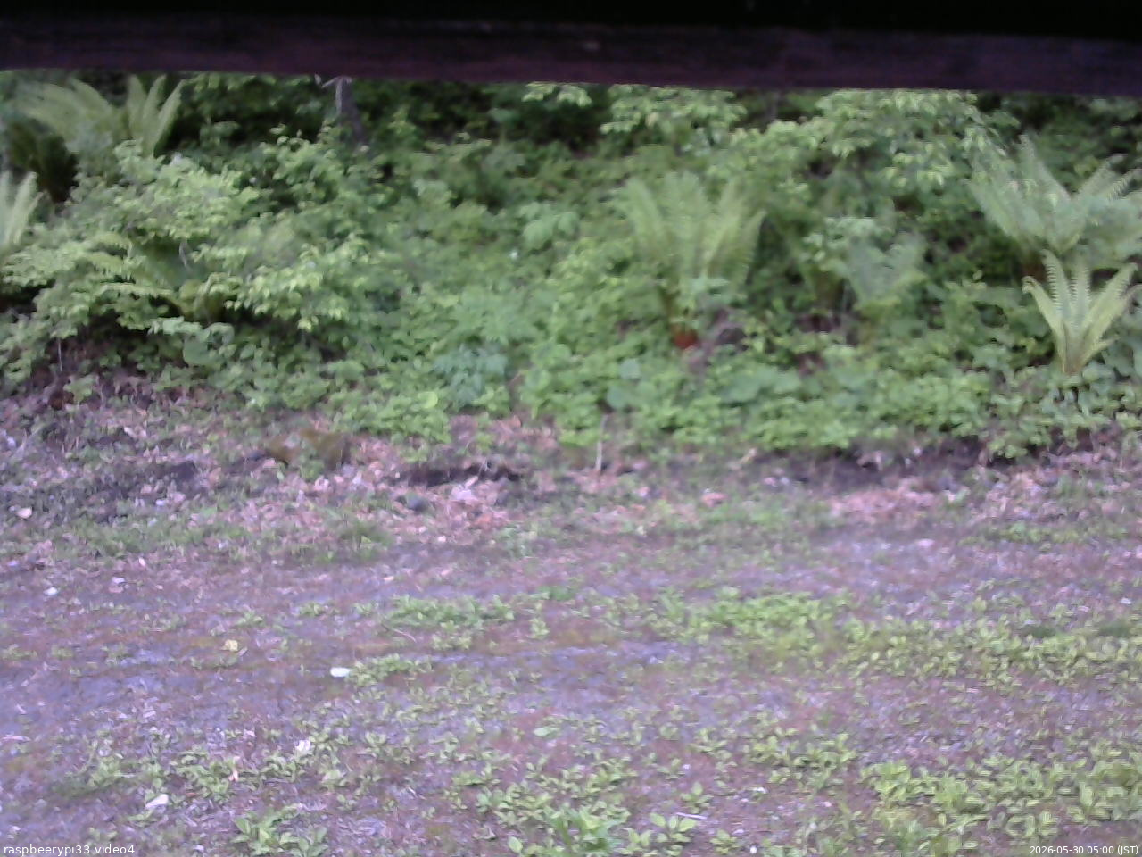 長野県菅平高原 ゆたか山荘 東側(坂下) 2026/05/30 05:00