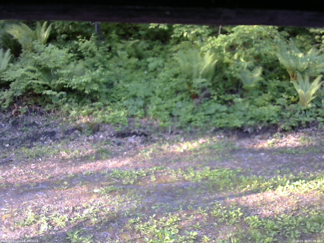 長野県菅平高原 ゆたか山荘 東側(坂下) 2026/05/30 05:30