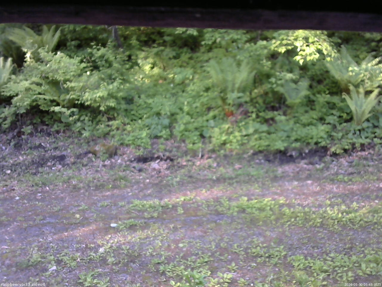 長野県菅平高原 ゆたか山荘 東側(坂下) 2026/05/30 05:45