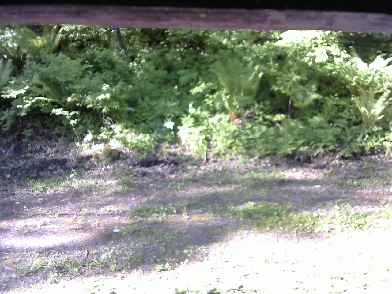 長野県菅平高原 ゆたか山荘 東側(坂下) 2026/05/30 07:00