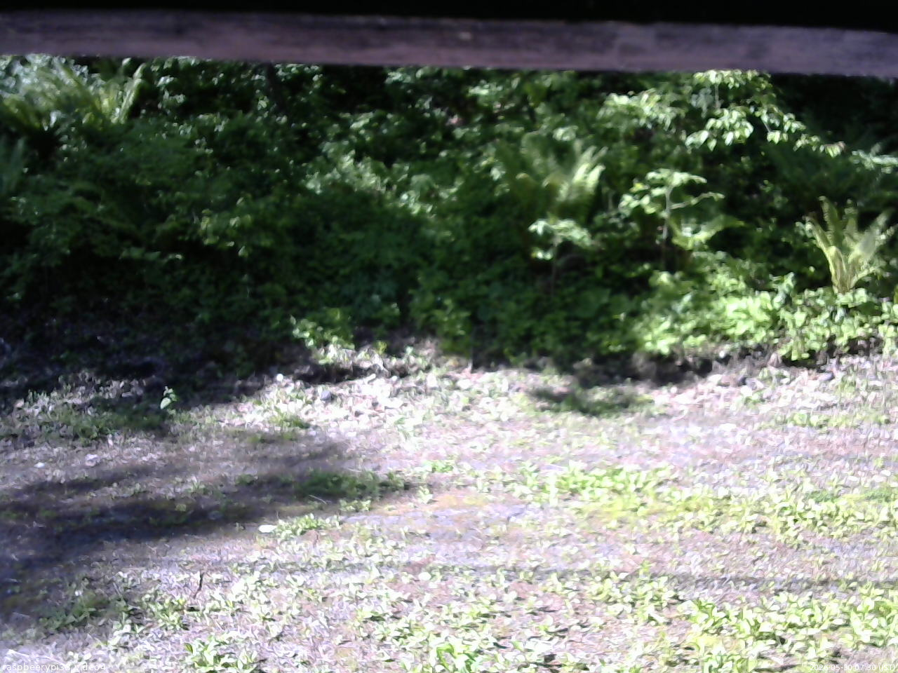 長野県菅平高原 ゆたか山荘 東側(坂下) 2026/05/30 07:30