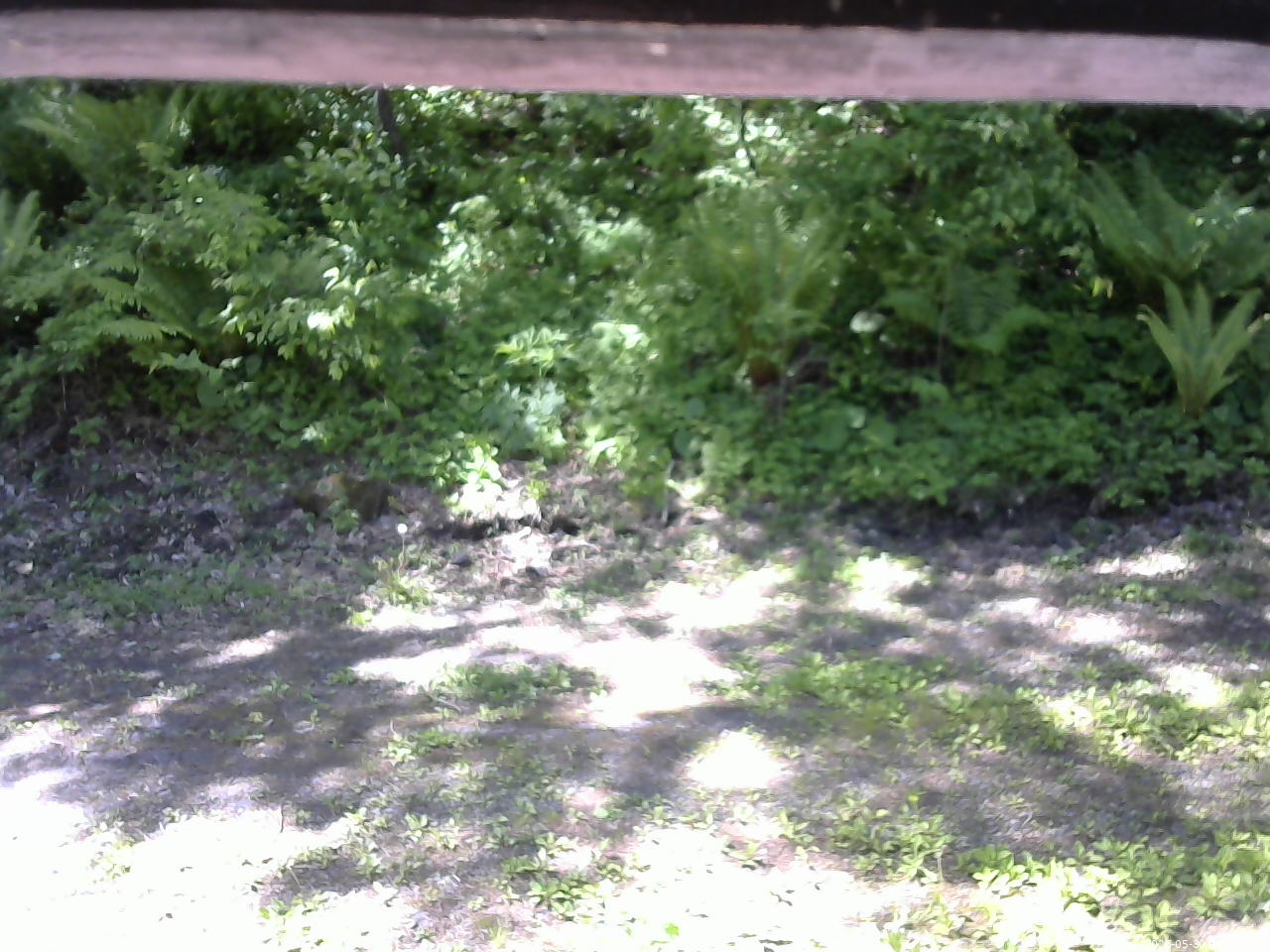 長野県菅平高原 ゆたか山荘 東側(坂下) 2026/05/30 09:00