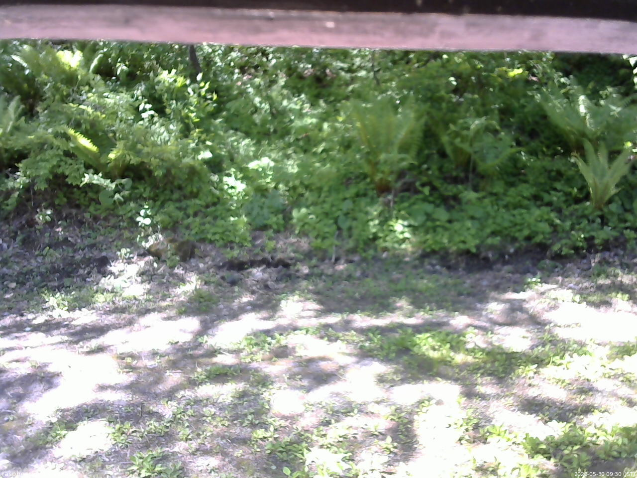 長野県菅平高原 ゆたか山荘 東側(坂下) 2026/05/30 09:30