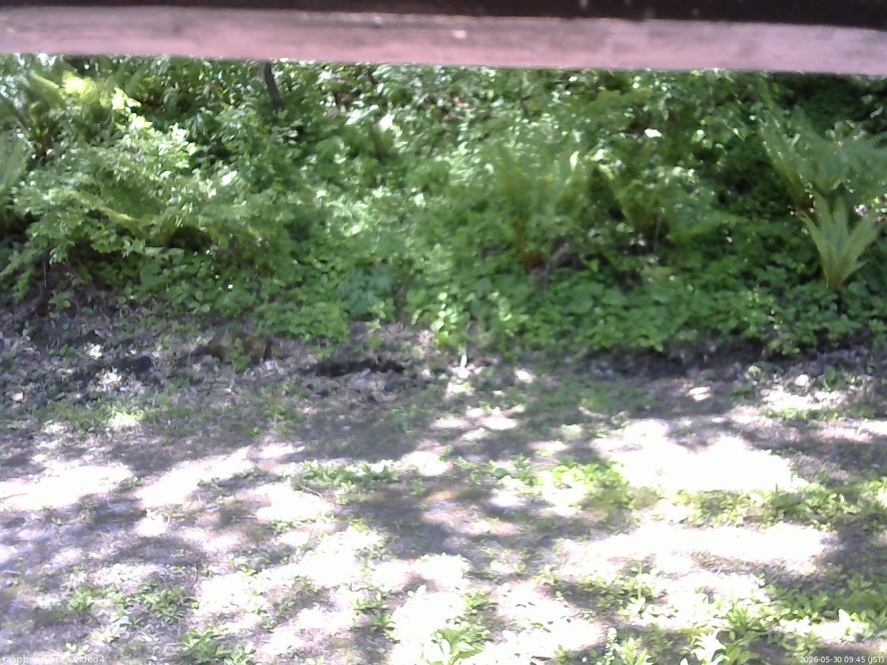 長野県菅平高原 ゆたか山荘 東側(坂下) 2026/05/30 09:45