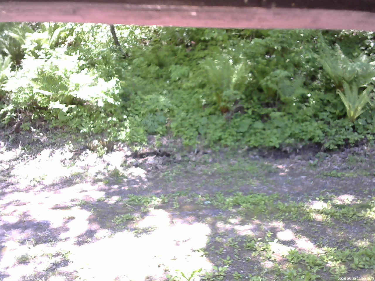 長野県菅平高原 ゆたか山荘 東側(坂下) 2026/05/30 11:00