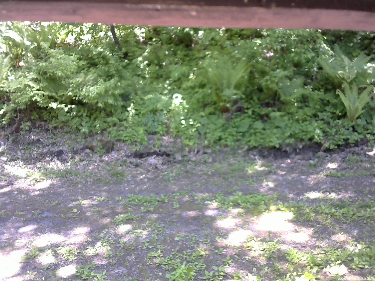 長野県菅平高原 ゆたか山荘 東側(坂下) 2026/05/30 11:30