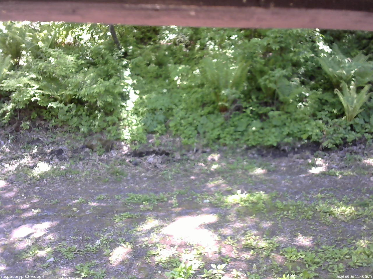 長野県菅平高原 ゆたか山荘 東側(坂下) 2026/05/30 11:45