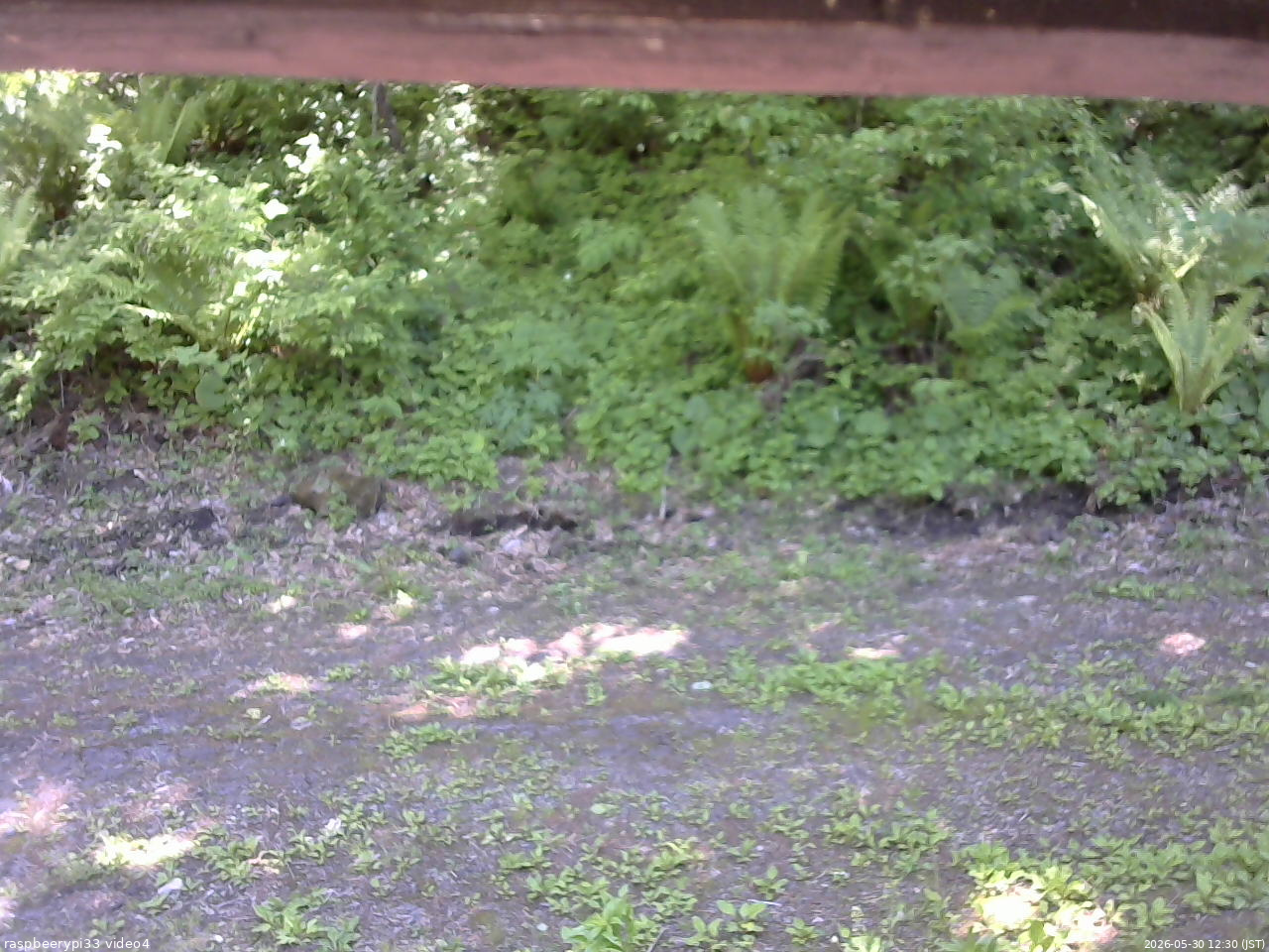 長野県菅平高原 ゆたか山荘 東側(坂下) 2026/05/30 12:30