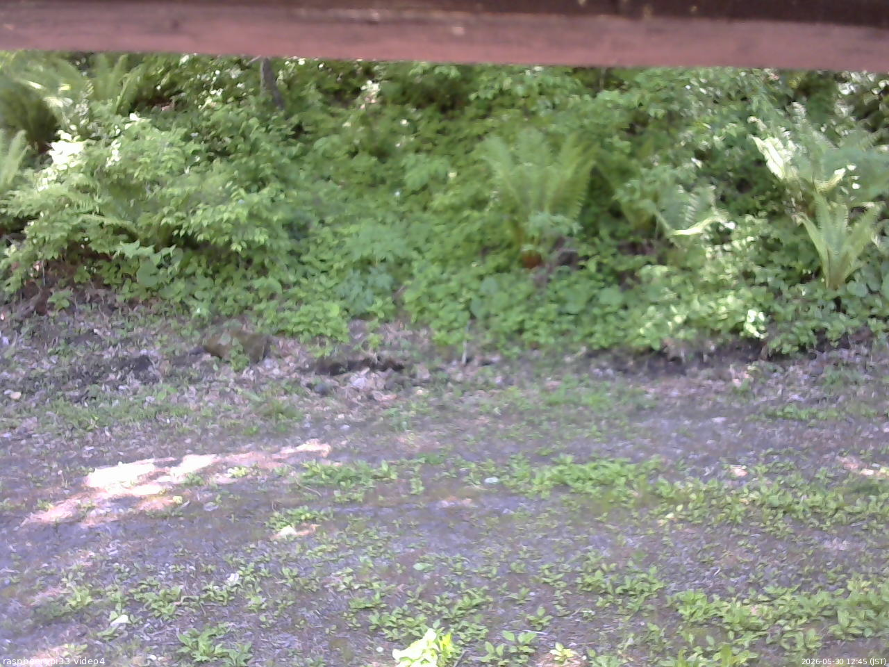 長野県菅平高原 ゆたか山荘 東側(坂下) 2026/05/30 12:45