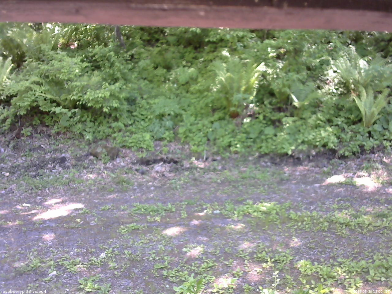 長野県菅平高原 ゆたか山荘 東側(坂下) 2026/05/30 13:00
