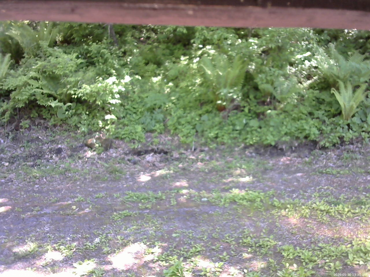 長野県菅平高原 ゆたか山荘 東側(坂下) 2026/05/30 13:30