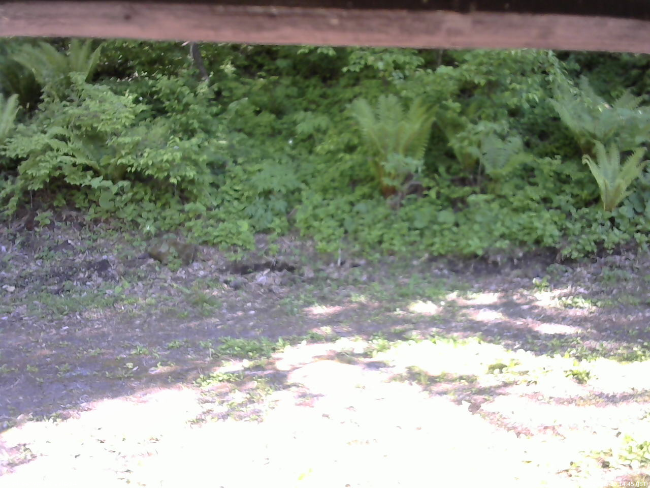 長野県菅平高原 ゆたか山荘 東側(坂下) 2026/05/30 14:45