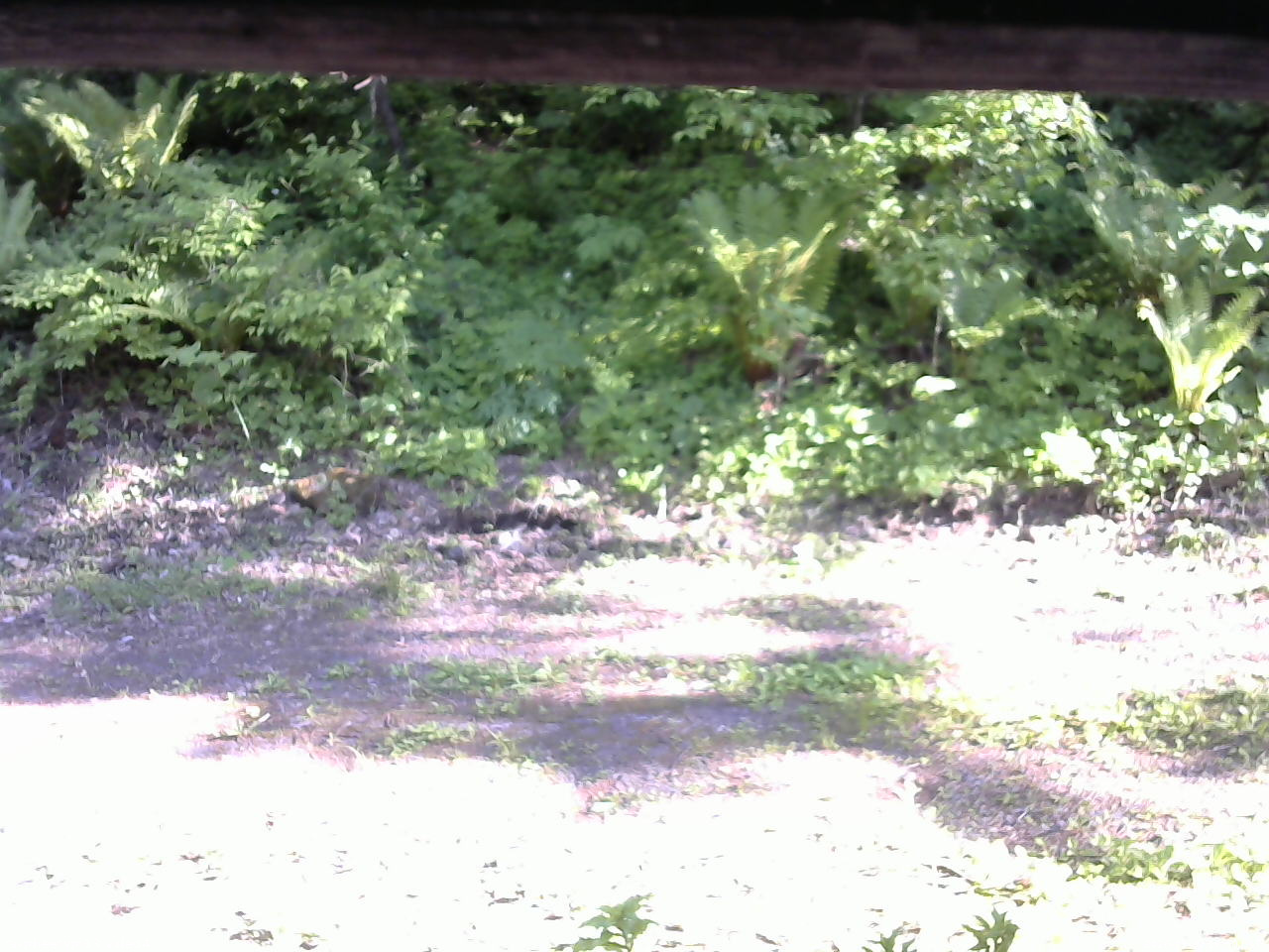 長野県菅平高原 ゆたか山荘 東側(坂下) 2026/05/30 16:30