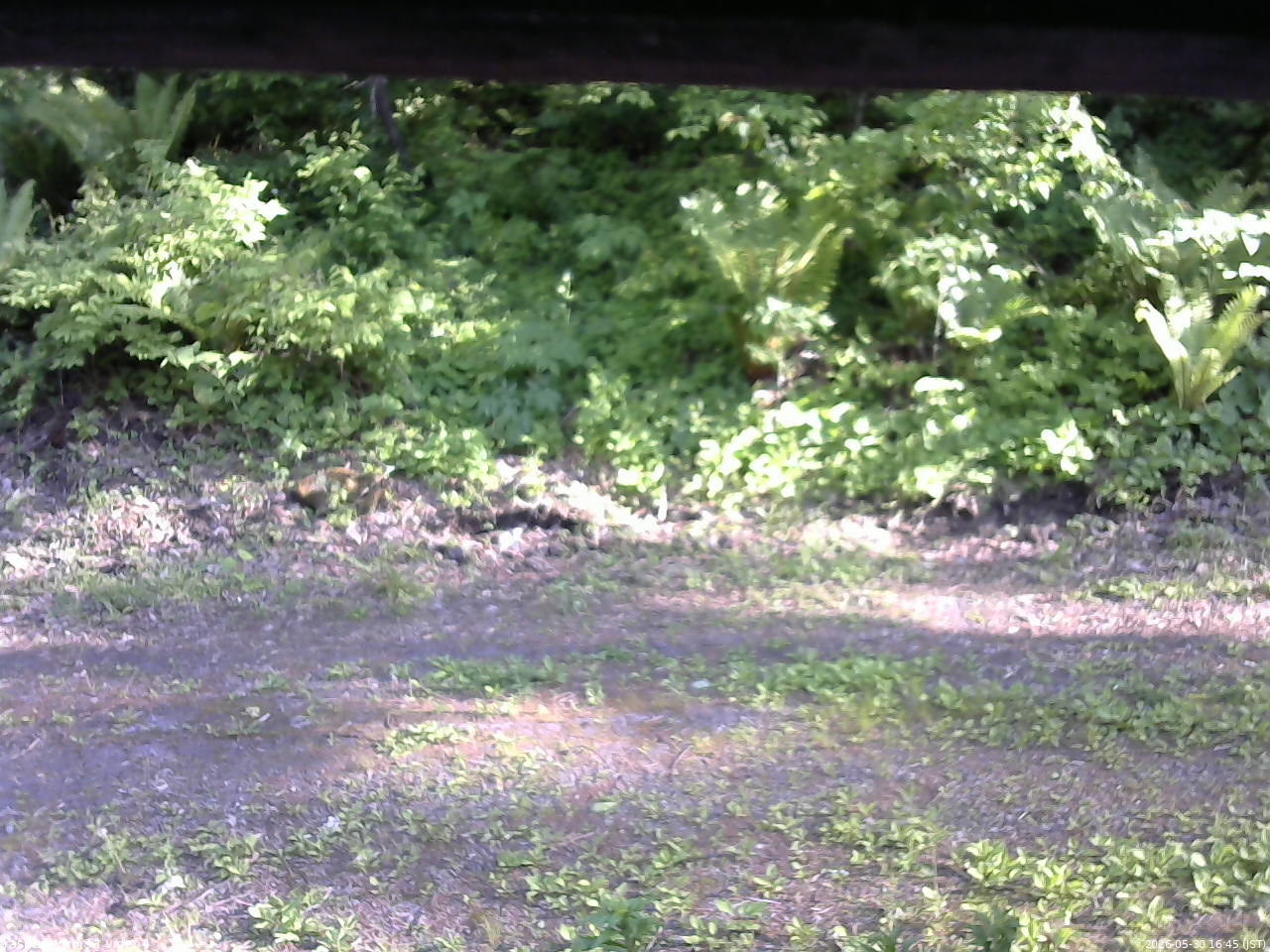 長野県菅平高原 ゆたか山荘 東側(坂下) 2026/05/30 16:45
