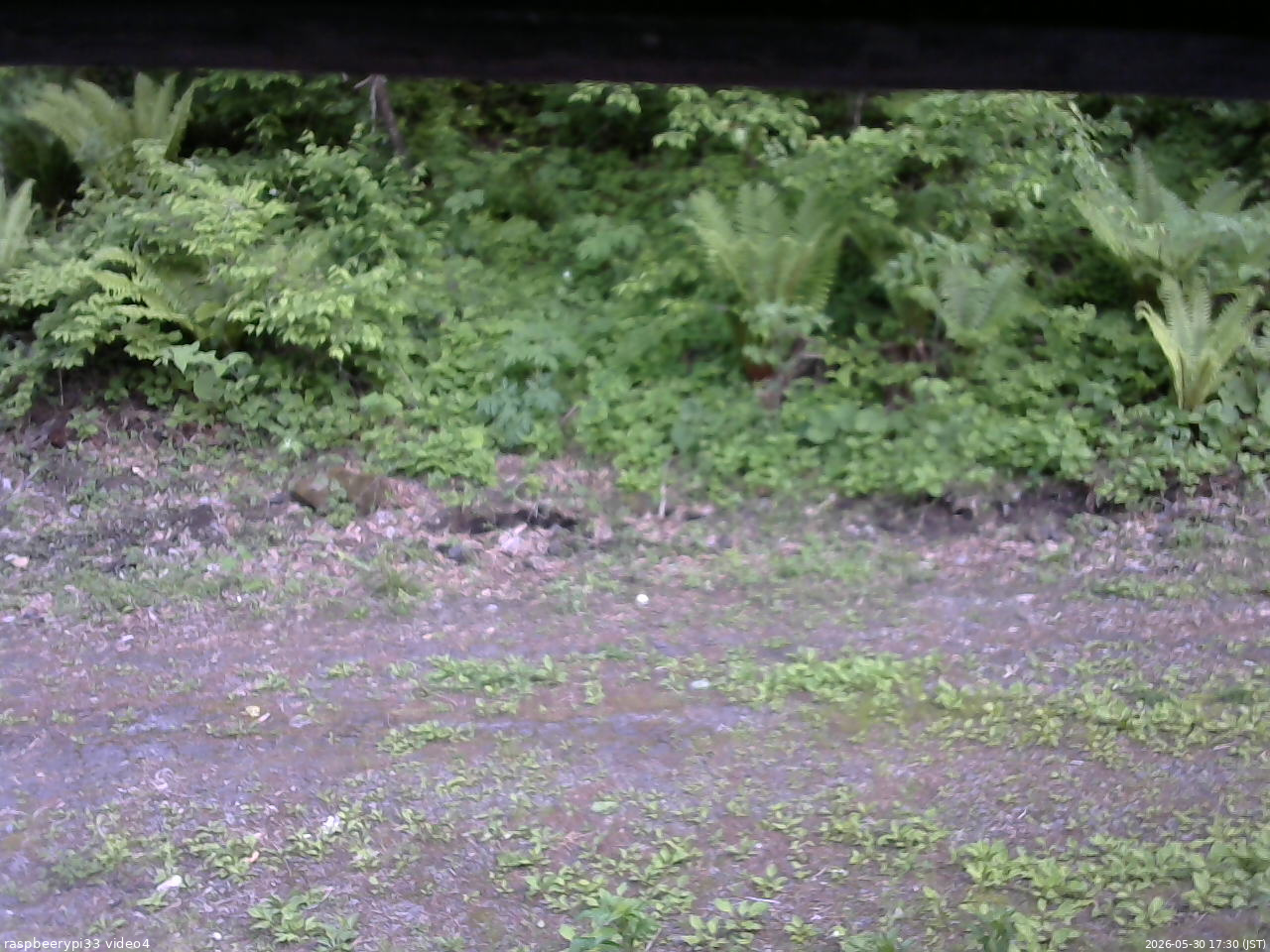 長野県菅平高原 ゆたか山荘 東側(坂下) 2026/05/30 17:30