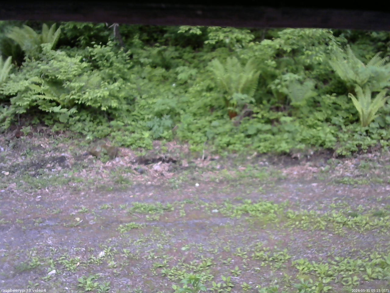 長野県菅平高原 ゆたか山荘 東側(坂下) 2026/05/31 05:15