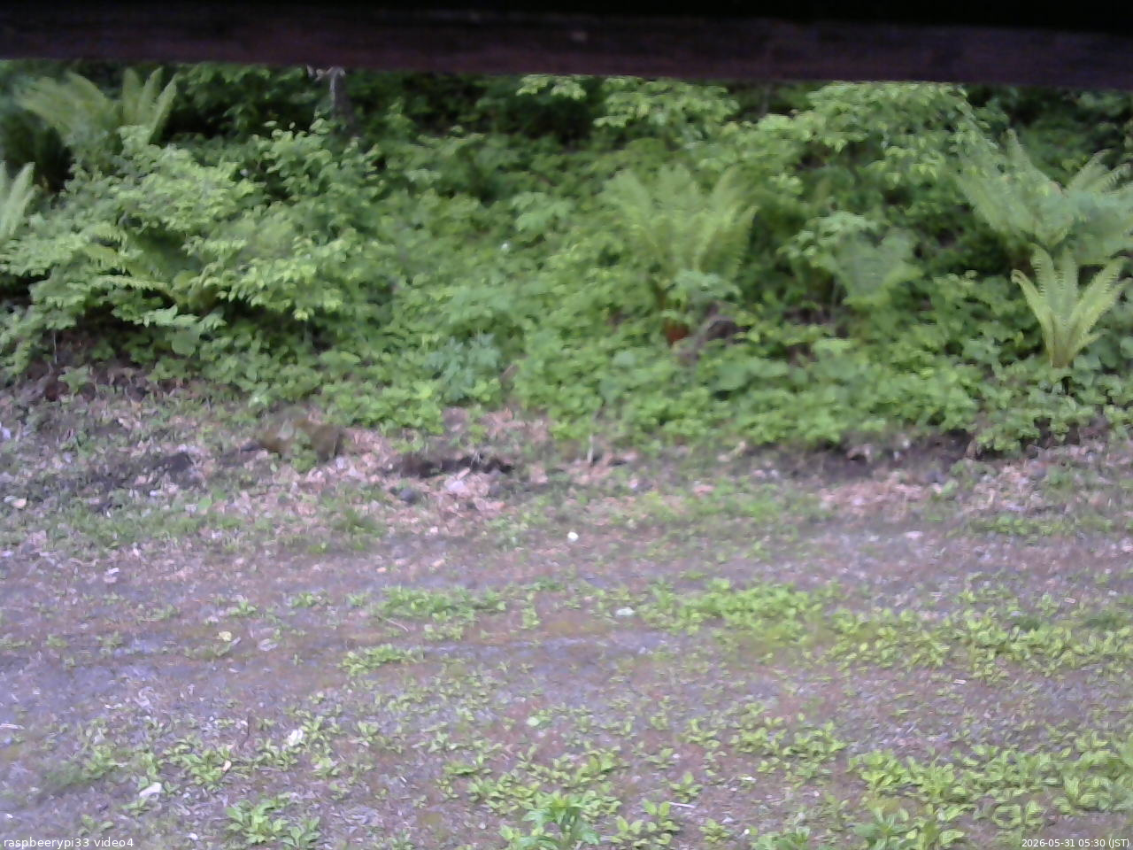 長野県菅平高原 ゆたか山荘 東側(坂下) 2026/05/31 05:30