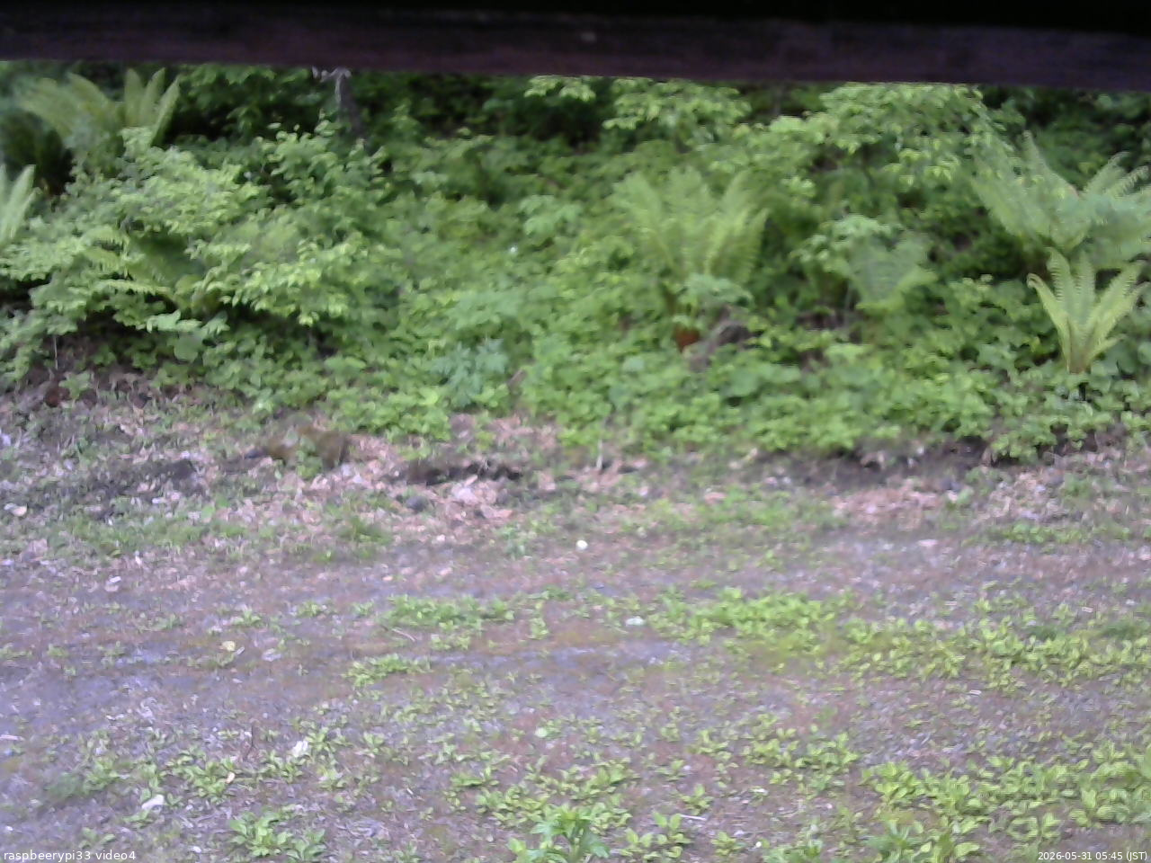 長野県菅平高原 ゆたか山荘 東側(坂下) 2026/05/31 05:45