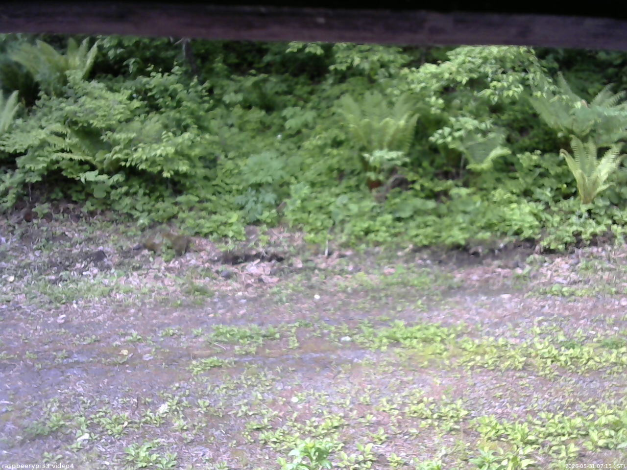 長野県菅平高原 ゆたか山荘 東側(坂下) 2026/05/31 07:15