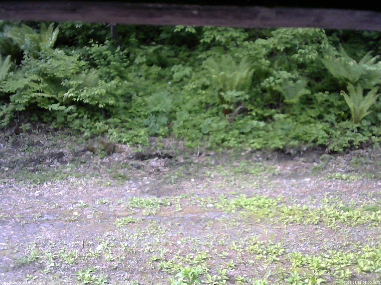 長野県菅平高原 ゆたか山荘 東側(坂下) 2026/05/31 08:00