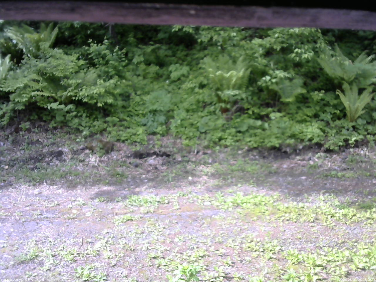 長野県菅平高原 ゆたか山荘 東側(坂下) 2026/05/31 08:15