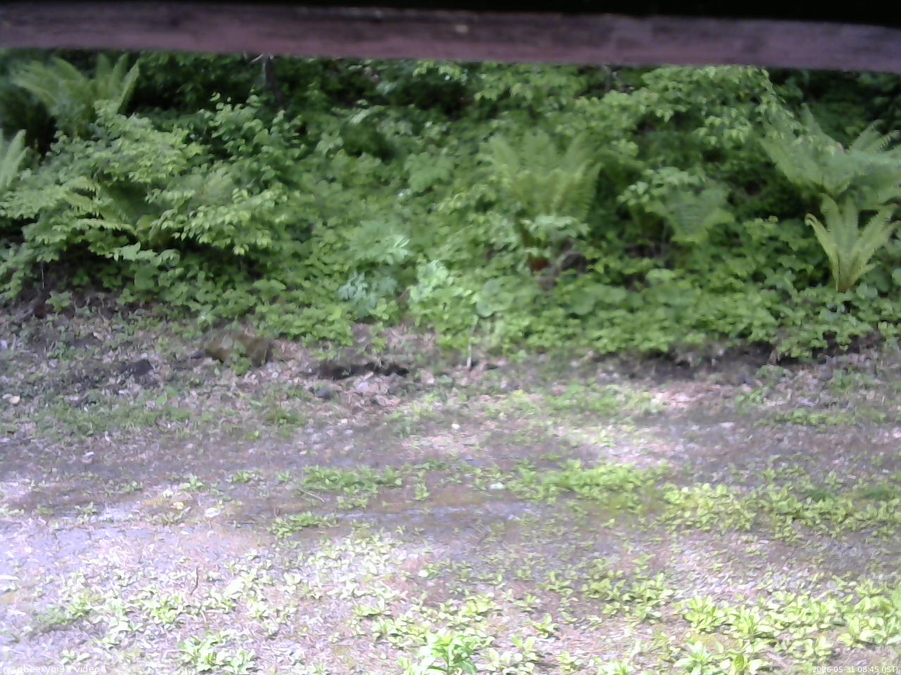 長野県菅平高原 ゆたか山荘 東側(坂下) 2026/05/31 08:45