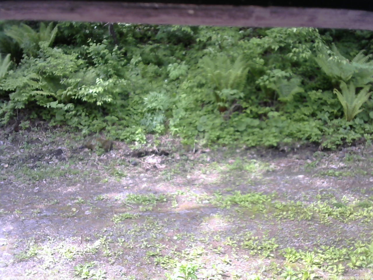 長野県菅平高原 ゆたか山荘 東側(坂下) 2026/05/31 09:00