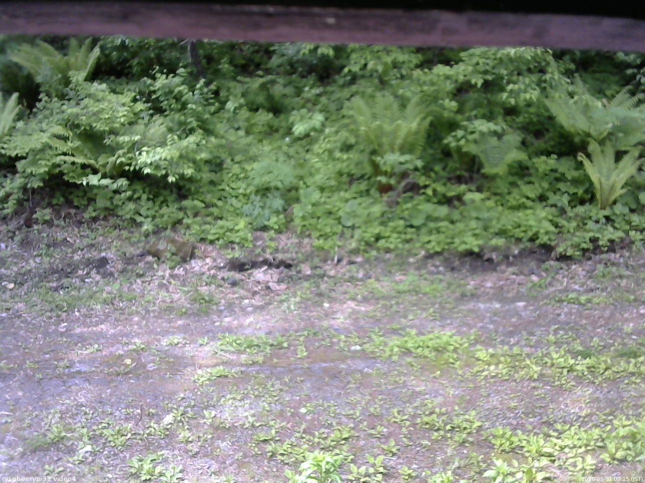 長野県菅平高原 ゆたか山荘 東側(坂下) 2026/05/31 09:15