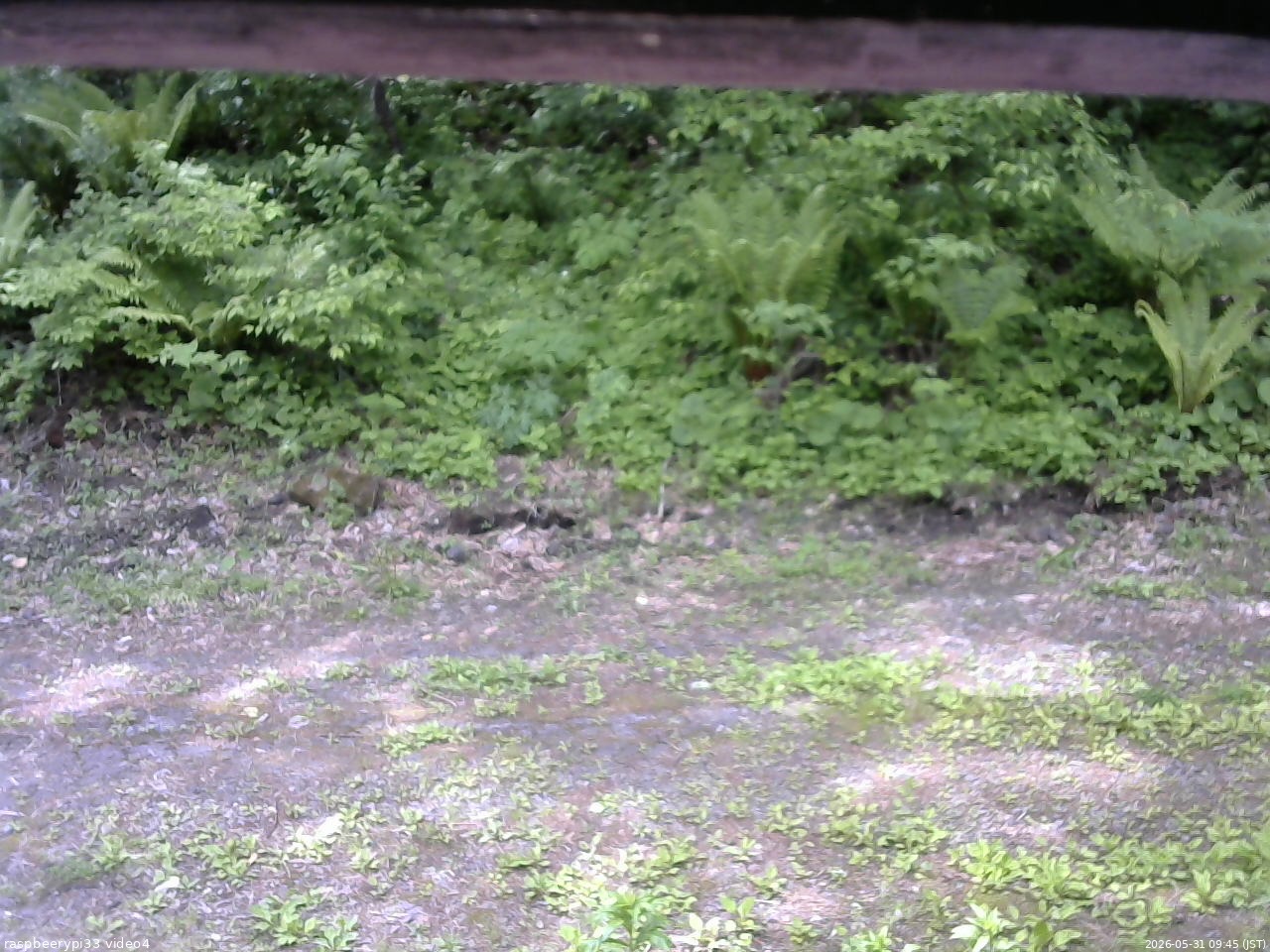 長野県菅平高原 ゆたか山荘 東側(坂下) 2026/05/31 09:45