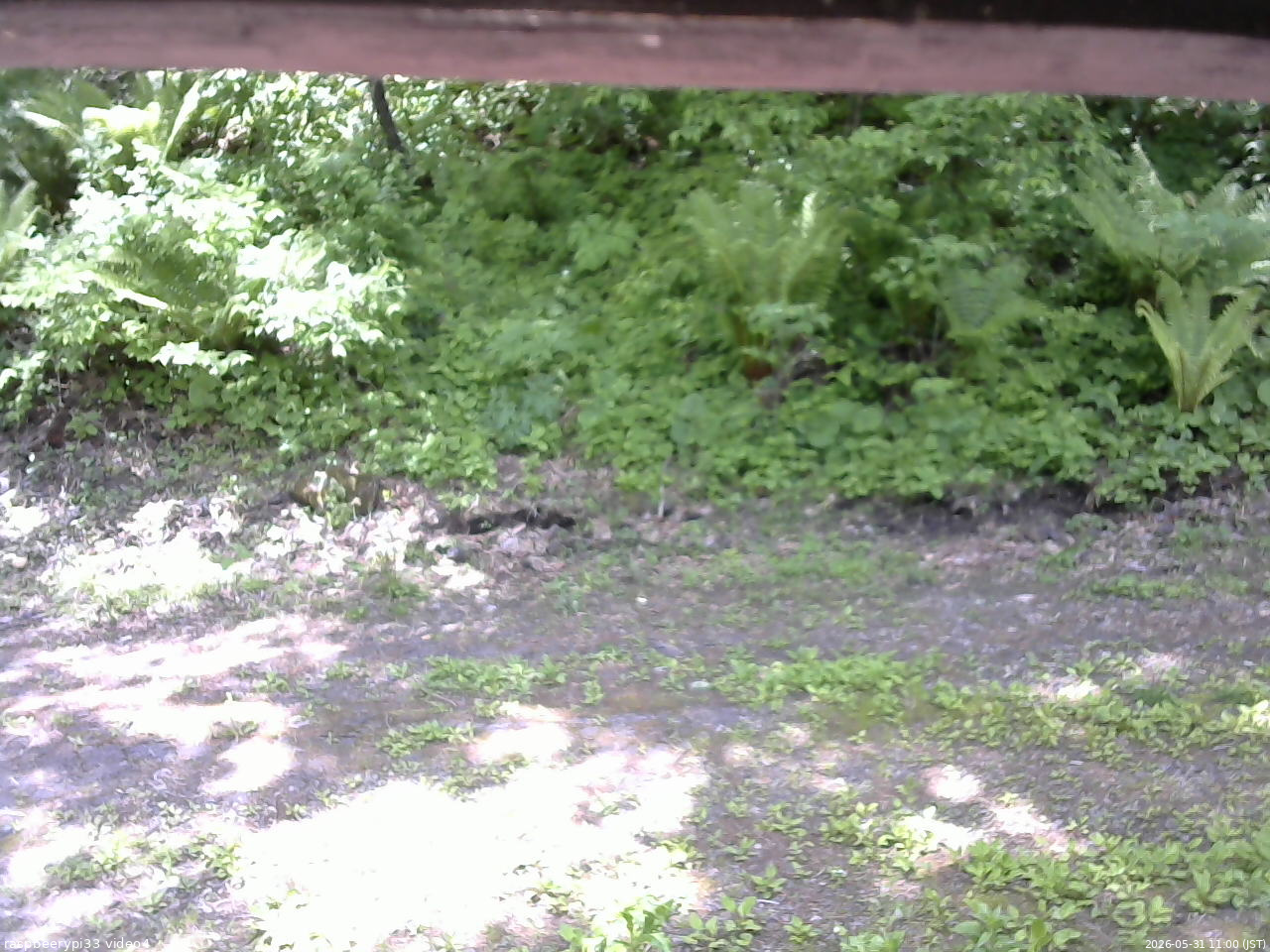 長野県菅平高原 ゆたか山荘 東側(坂下) 2026/05/31 11:00