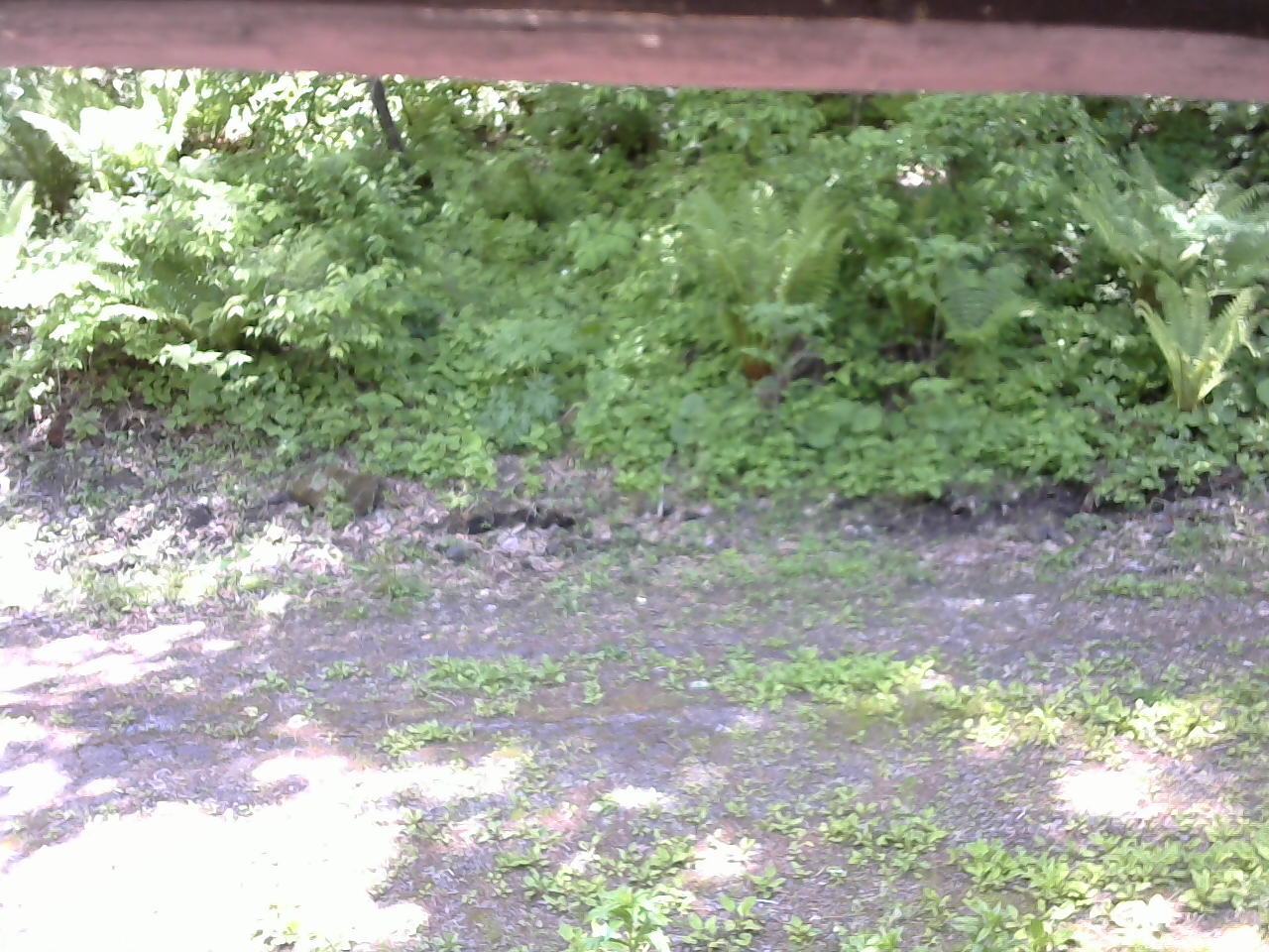 長野県菅平高原 ゆたか山荘 東側(坂下) 2026/05/31 11:15