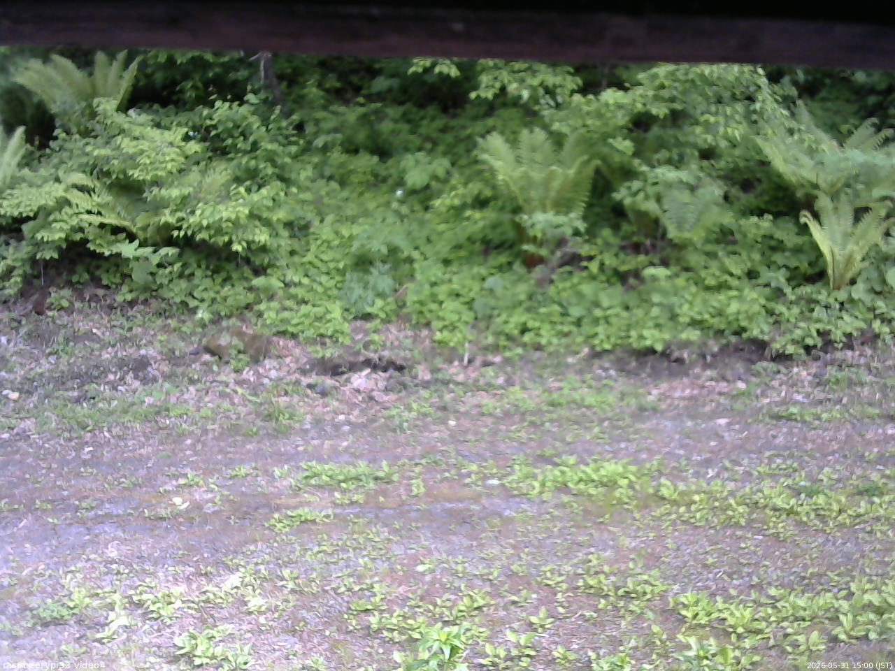 長野県菅平高原 ゆたか山荘 東側(坂下) 2026/05/31 15:00