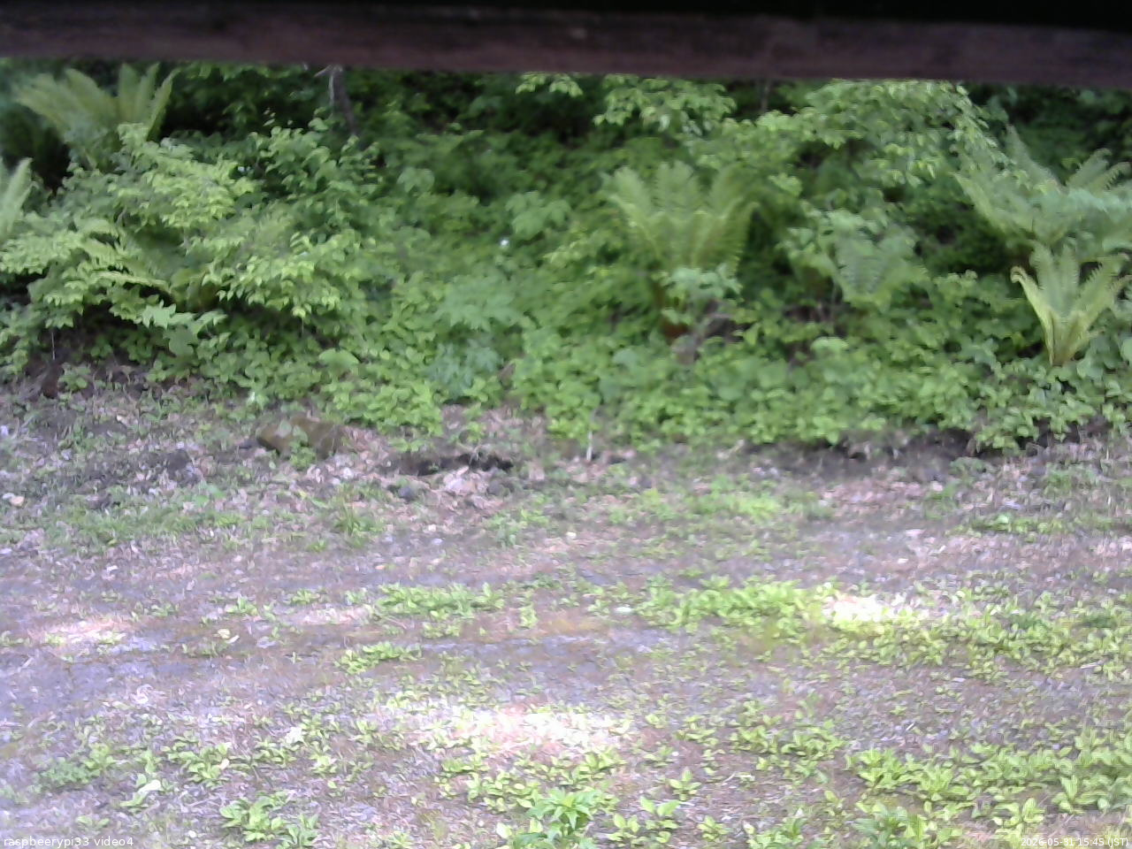 長野県菅平高原 ゆたか山荘 東側(坂下) 2026/05/31 15:45