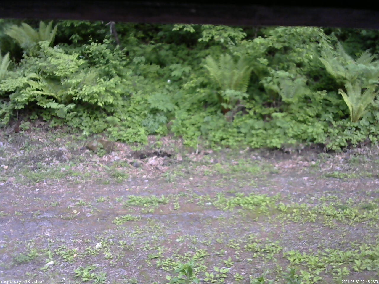 長野県菅平高原 ゆたか山荘 東側(坂下) 2026/05/31 17:45