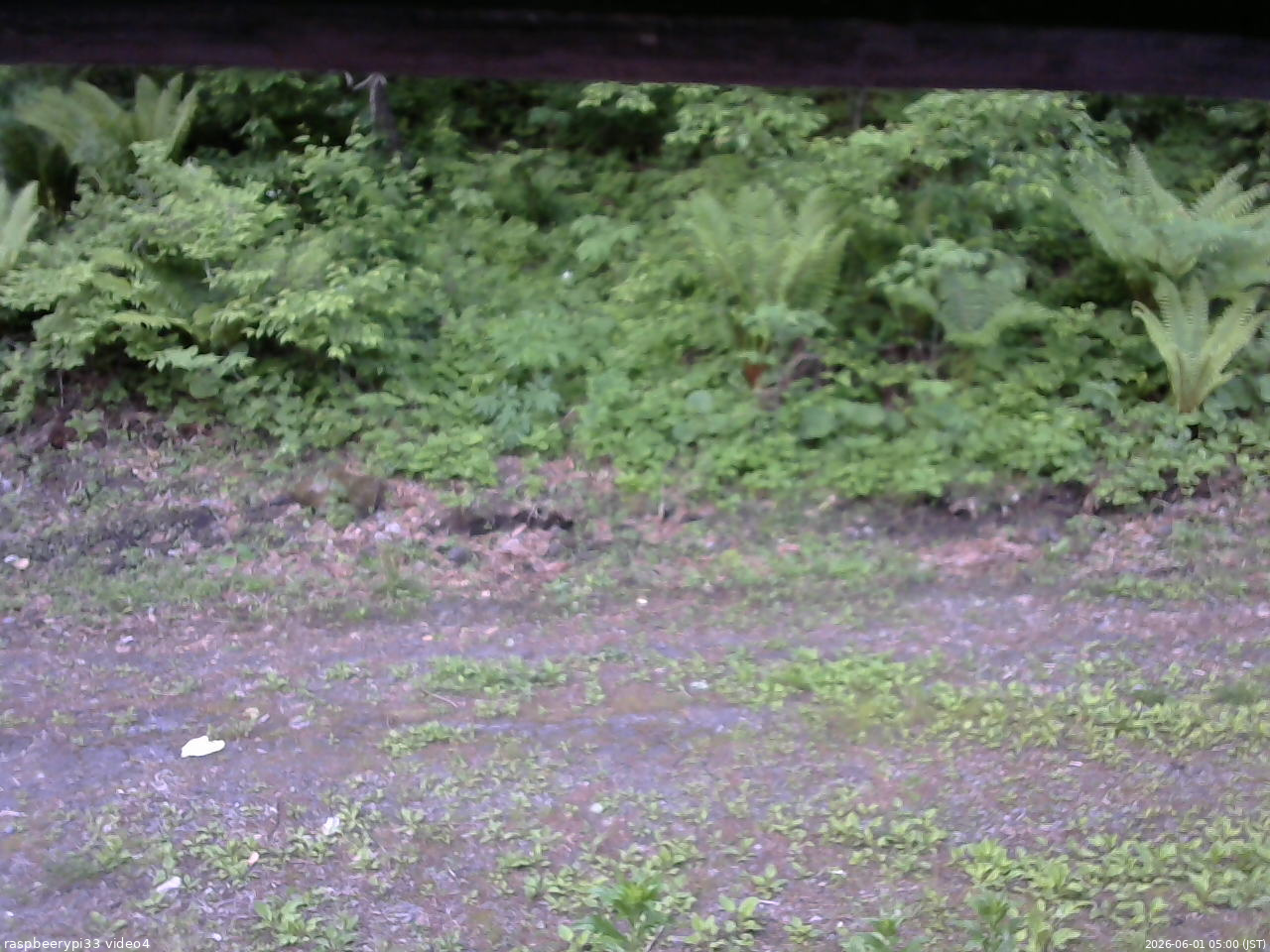 長野県菅平高原 ゆたか山荘 東側(坂下) 2026/06/01 05:00
