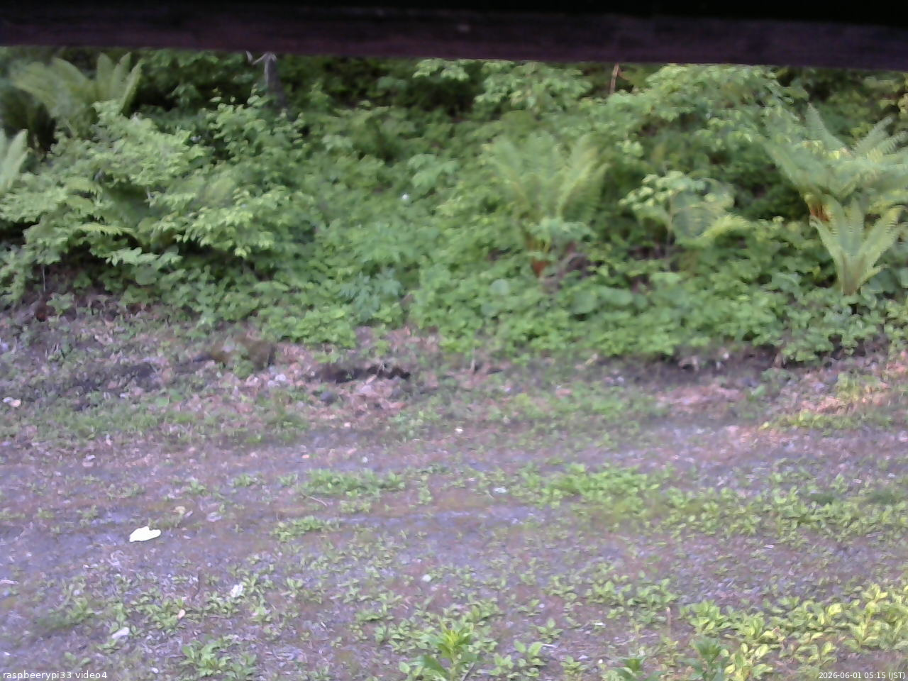 長野県菅平高原 ゆたか山荘 東側(坂下) 2026/06/01 05:15