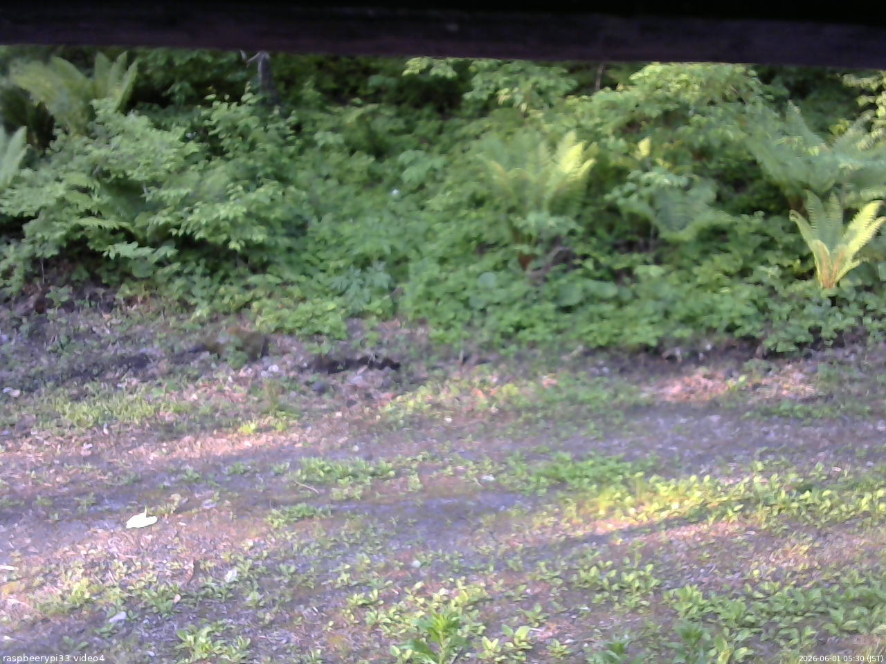 長野県菅平高原 ゆたか山荘 東側(坂下) 2026/06/01 05:30