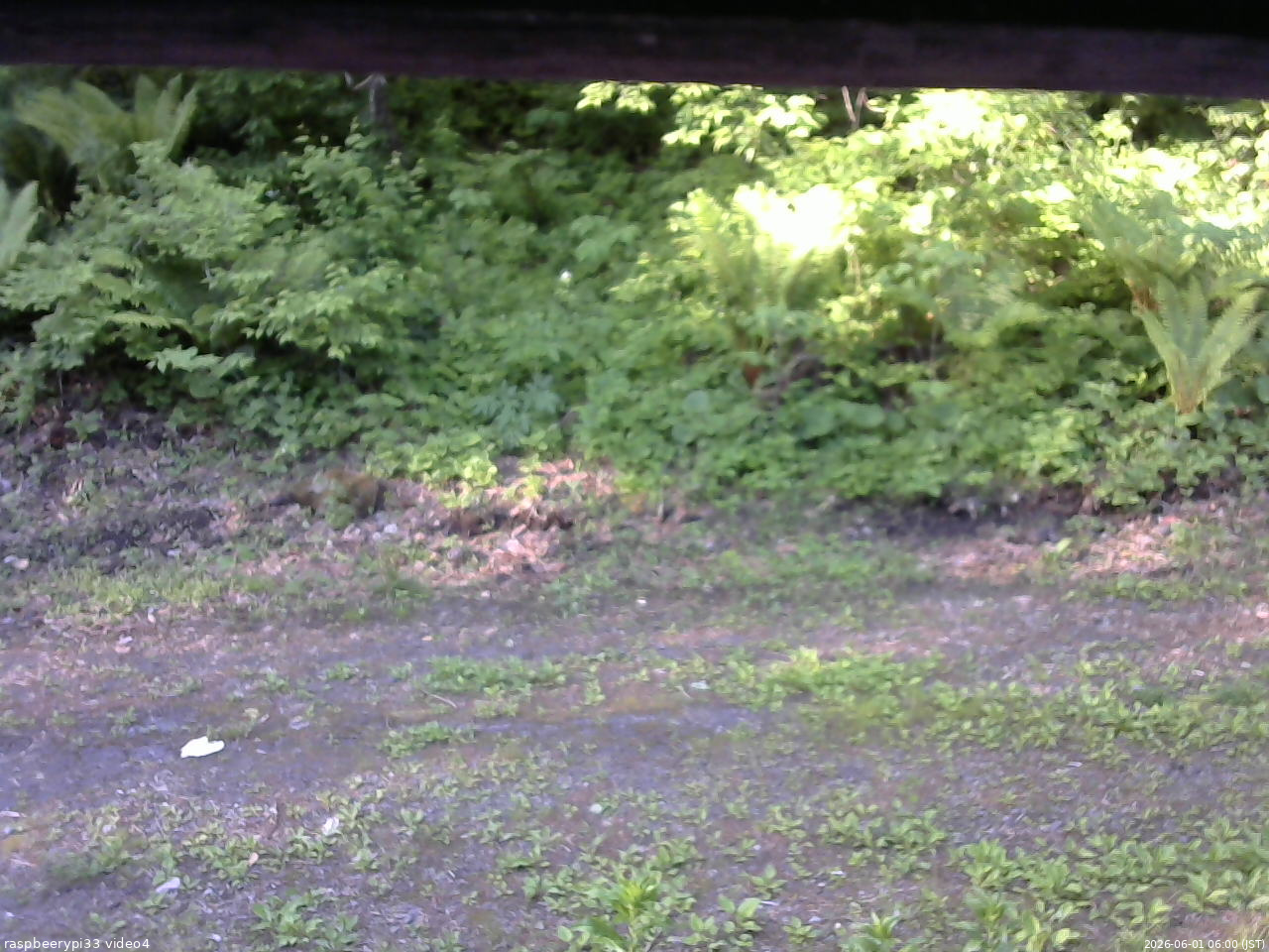 長野県菅平高原 ゆたか山荘 東側(坂下) 2026/06/01 06:00