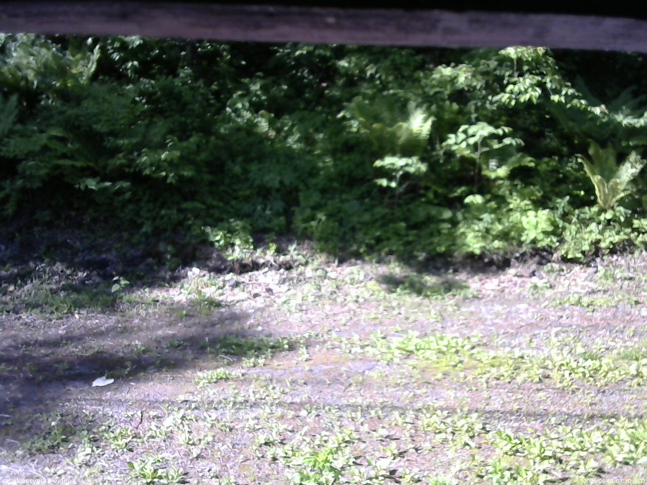 長野県菅平高原 ゆたか山荘 東側(坂下) 2026/06/01 07:30