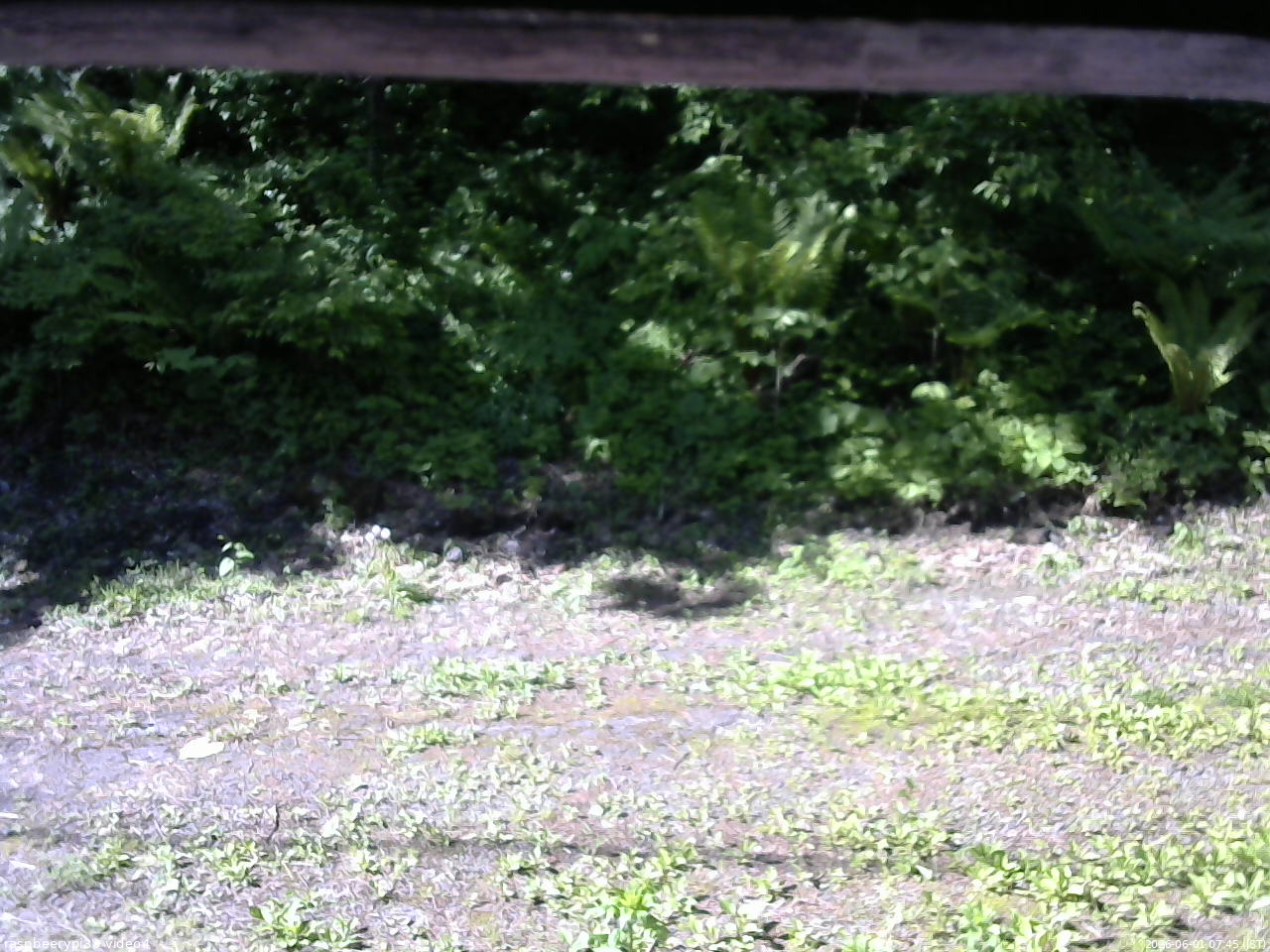 長野県菅平高原 ゆたか山荘 東側(坂下) 2026/06/01 07:45