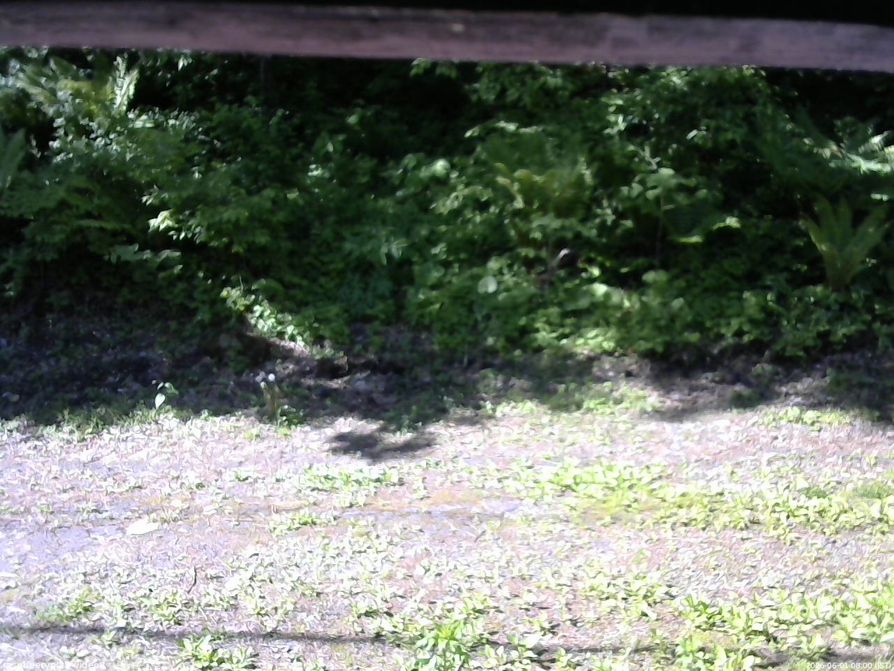 長野県菅平高原 ゆたか山荘 東側(坂下) 2026/06/01 08:00