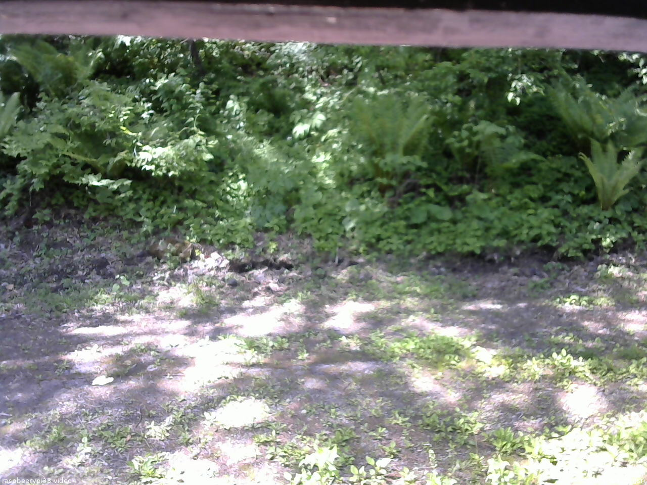 長野県菅平高原 ゆたか山荘 東側(坂下) 2026/06/01 09:15
