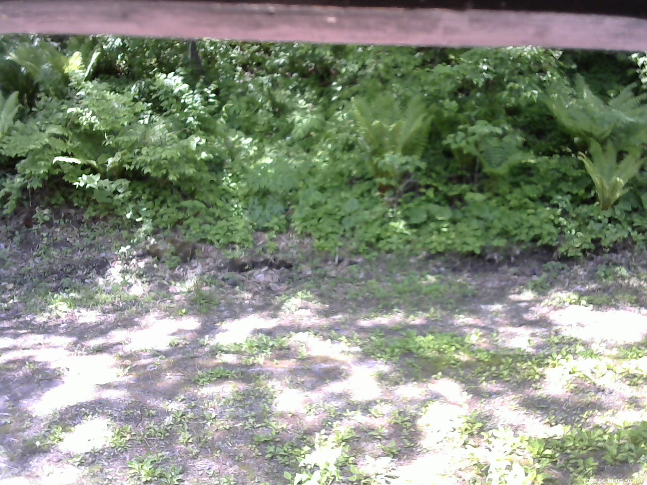 長野県菅平高原 ゆたか山荘 東側(坂下) 2026/06/01 09:30