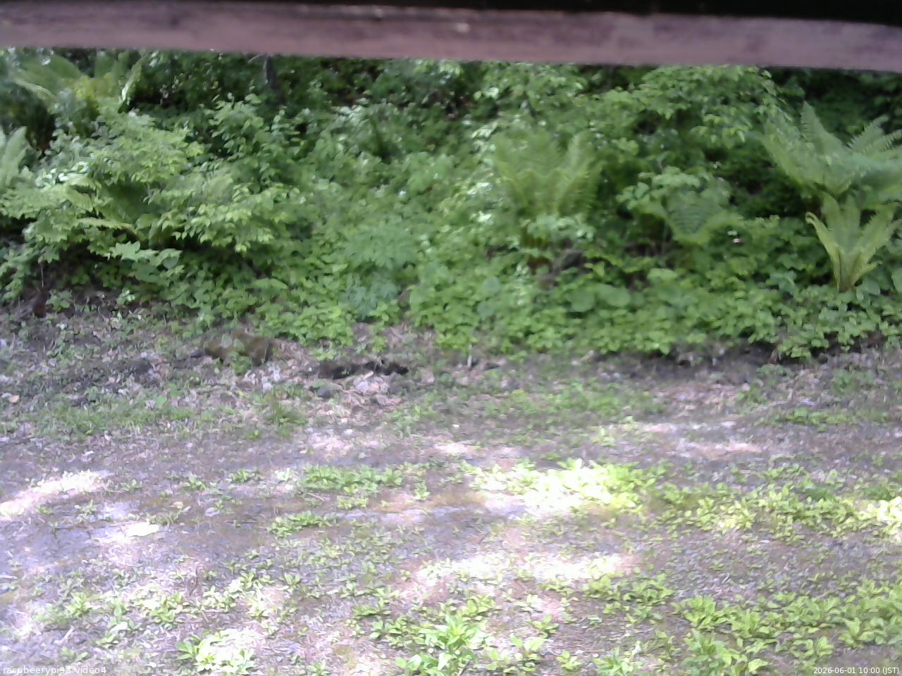 長野県菅平高原 ゆたか山荘 東側(坂下) 2026/06/01 10:00
