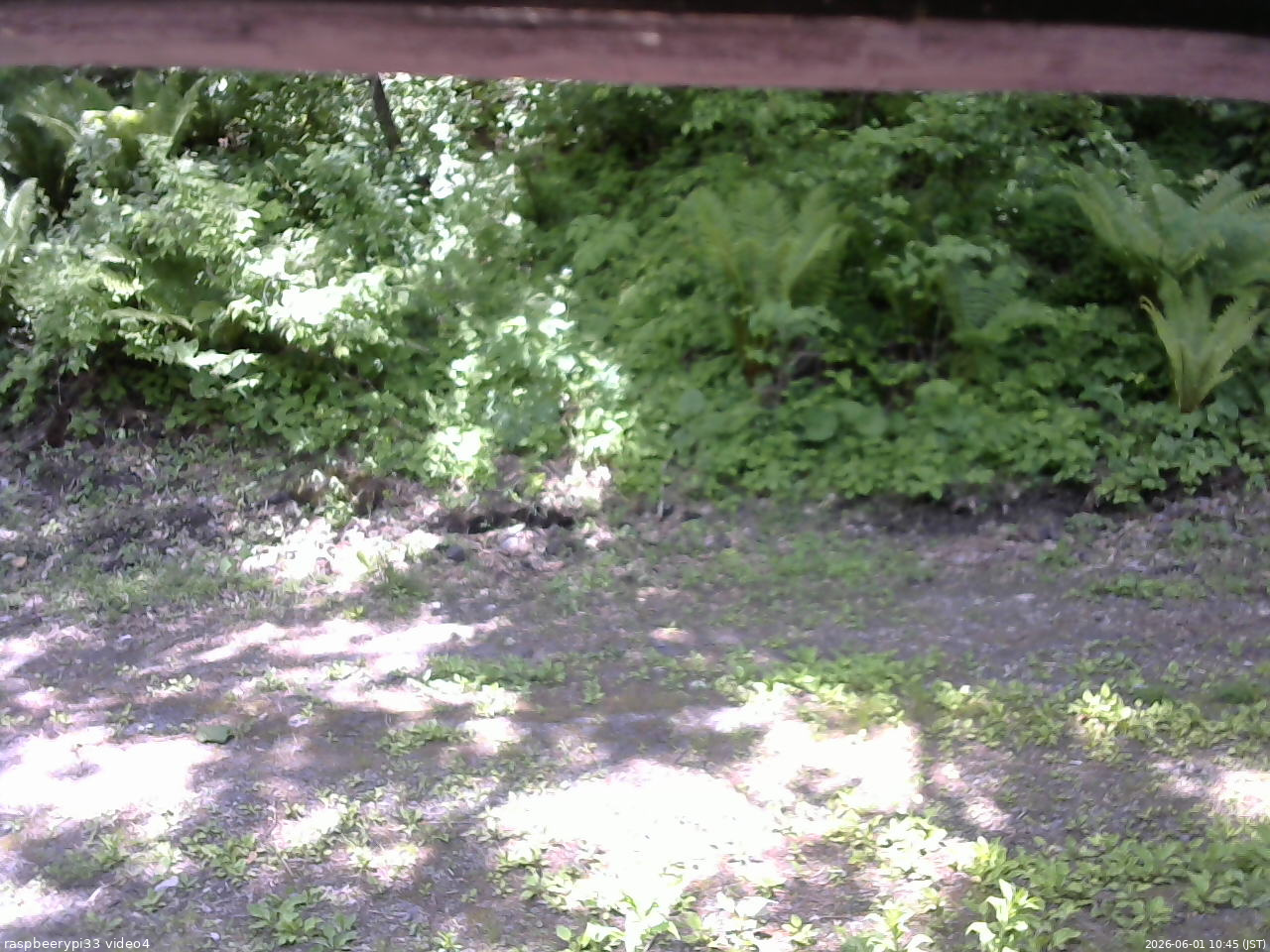 長野県菅平高原 ゆたか山荘 東側(坂下) 2026/06/01 10:45